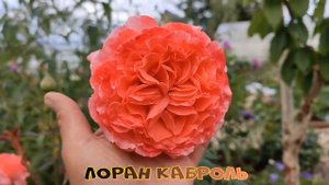 Цветение розочек-первогодок ЛОРАН КАБРОЛЬ, ТИКЛД ПИНК, ТЕОДОР ФОНТЕЙН РОУЗ???