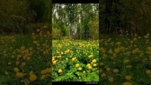 Россия русская земля ... Ты горя видела ни мало ...