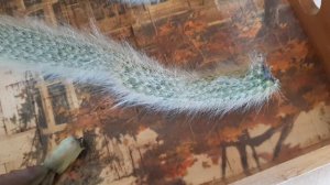 2 ШОКА ЗА ОДНО ВИДЕО! Церапегия. Хильдевинтера.