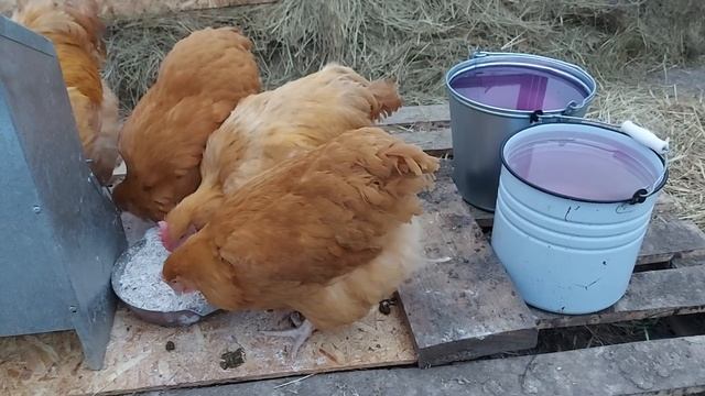 ЧЕМ НЕЛЬЗЯ КОРМИТЬ КУР