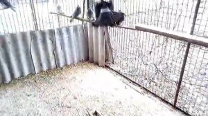 Николаевские голуби. Мраморные желтобокие