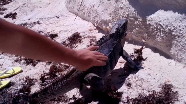 Гладим игуану - Caressing iguana смотреть онлайн