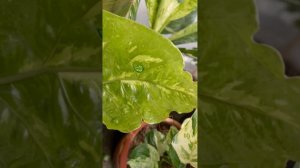 Variegated Anthurium Foliage  update from repotting last 04/01/2023