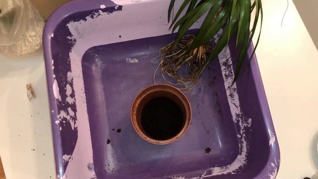 Dracaena Marginata - Best Soil Mix смотреть онлайн