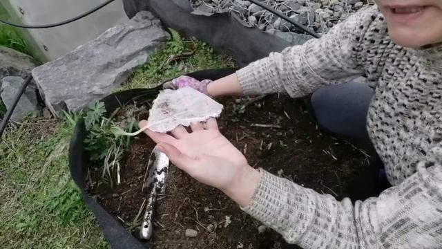 ПОСАДКА КАБАЧКА И ТЫКВЫ В ОТКРЫТЫЙ ГРУНТ ХОЛОДНОЙ ВЕСНОЙ | МОЙ ФИРМЕННЫЙ СПОСОБ