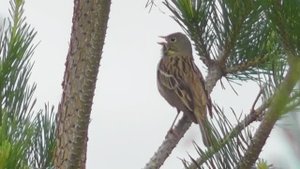 Садовая овсянка.  Песня садовой овсянки ( Emberiza hortulana )