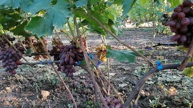 Виноград Зоренька (Баранов В. П.)виноградник Король В. Н. г.Краснодар 2023год смотреть онлайн