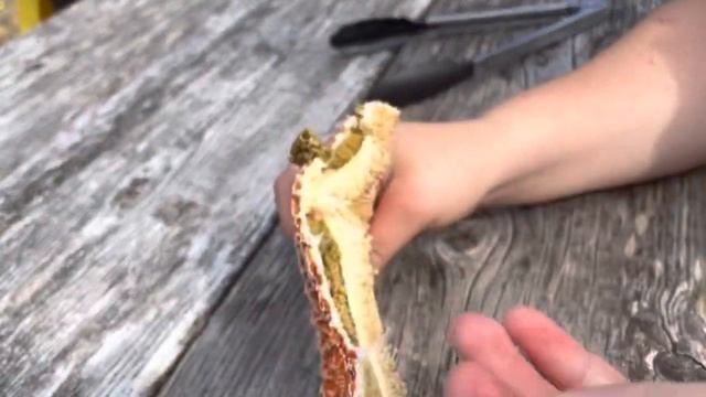Eating a STARFISH….. (catch and cook)