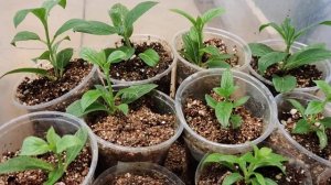 Результат черенкование гортензии метельчатой  почкой