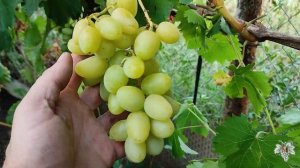 САМЫЕ ВКУСНЫЕ Сорта Винограда в 2021 году. Часть №4
