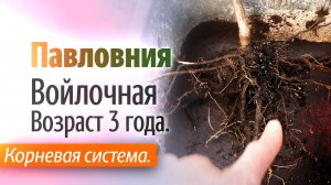 Как важно правильно, посадить Павловнию. Павловния Войлочная. Возраст 3 года.