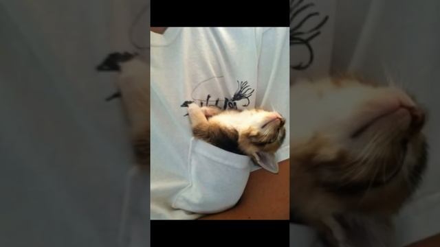 Зачем коты лезут в коробки? смотреть онлайн