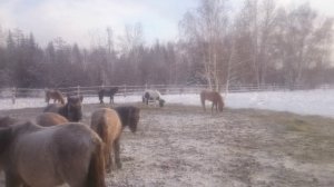 зимовка лошадей в Якутии