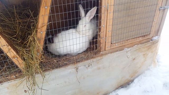 Кролики : крольчатам 20 дней. смотреть онлайн