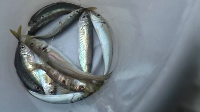 Крым. Севастополь. Балаклава. Морская рыбалка на окуня, ставриду и пикшу.