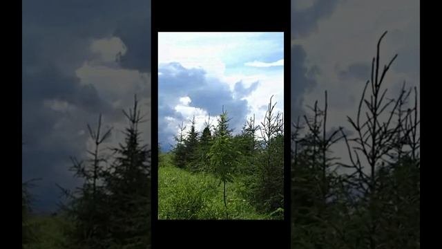 Звуки природы Луг