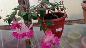 #ПОДГОТОВКА ФУКСИИ К ЗИМОВКЕ#