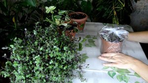 мои цветочные новинки | Традесканция | Каллизия