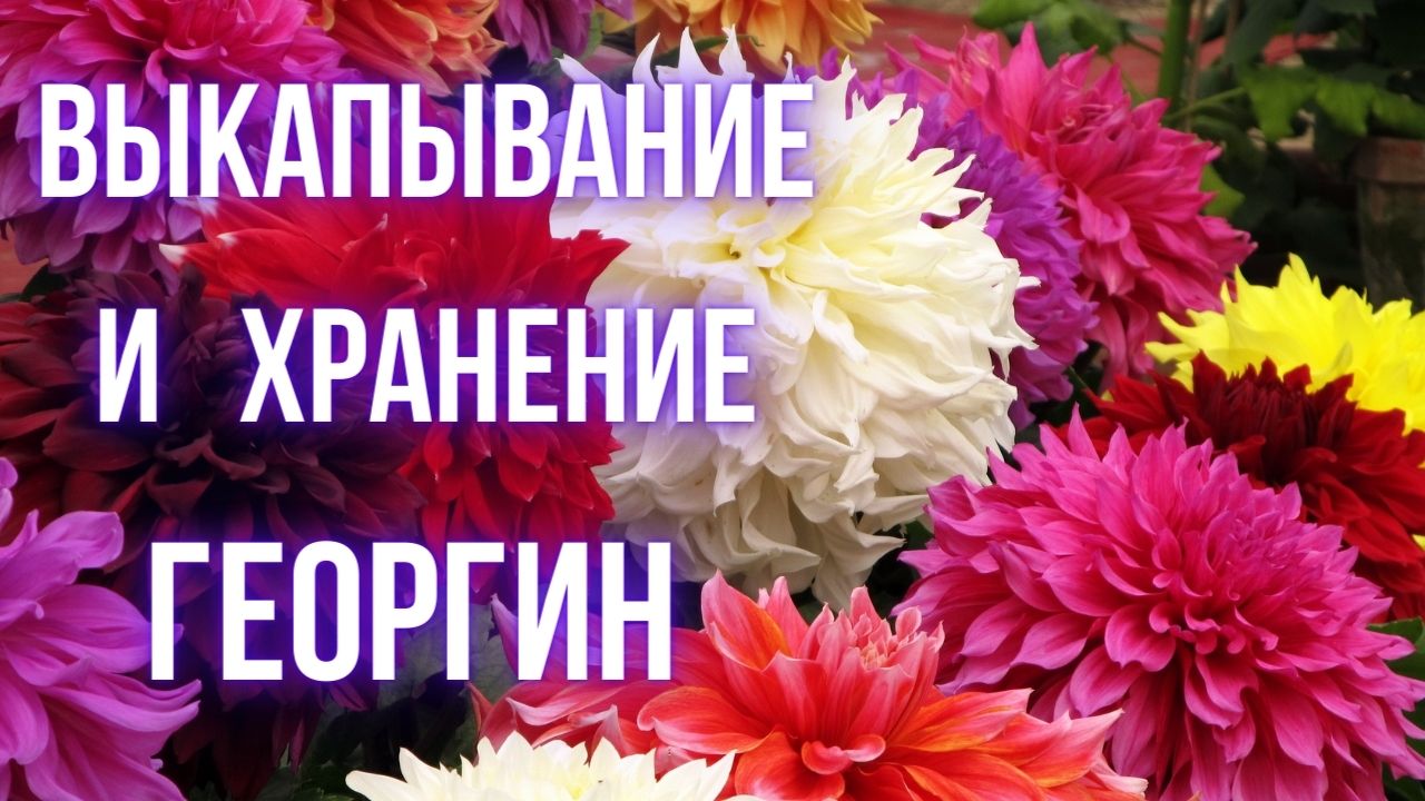 Выкапываем георгины на зиму с умом