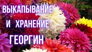 Выкапываем георгины на зиму с умом