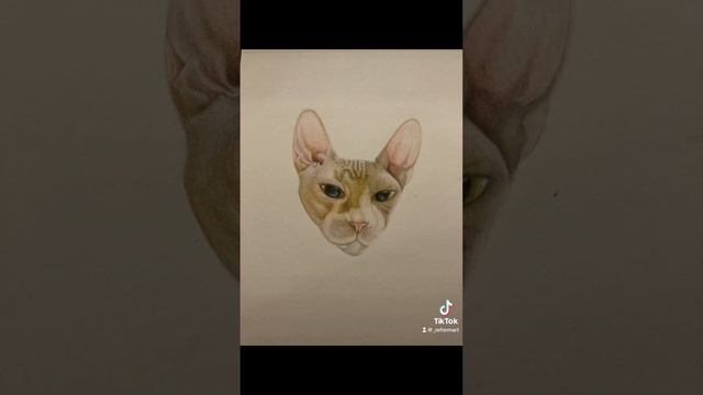 Sphynx named Beerus done with Prismacolor Colored Pencils has found it’s new home! #art #artist #ca