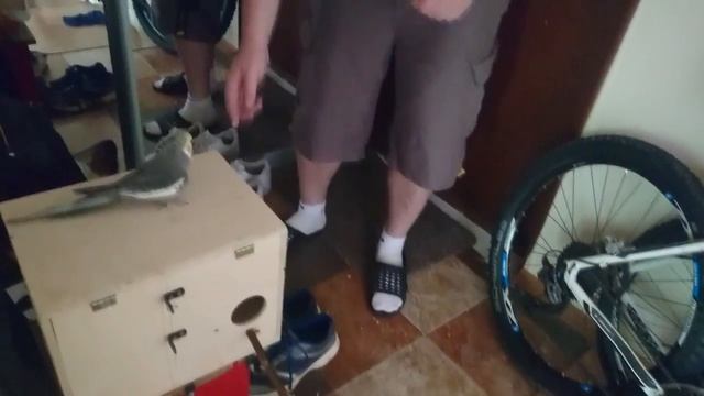 Разведение корелл в квартире: ставим гнездо!