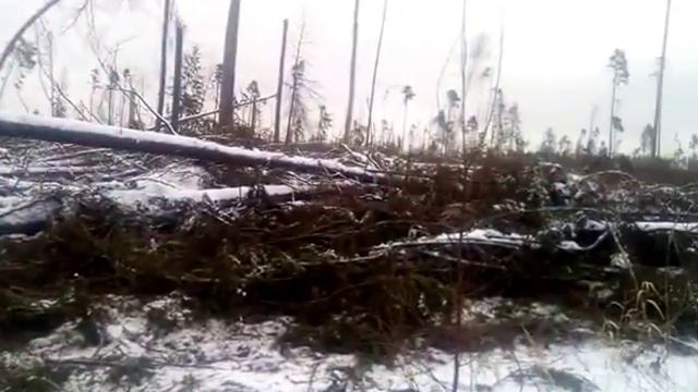 Харвестер на ветровале