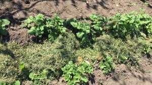 Абрикосы-повяли листья. Монилиоз на абрикосах. Что делать? Персик. Картошка