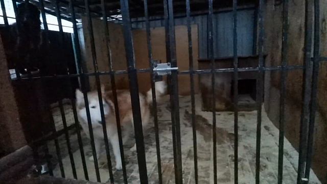 ЭКОГИД. Удивительный мир животных. смотреть онлайн