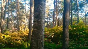 Finland Paradise Flower Garden - Haaga Rhododendron Park