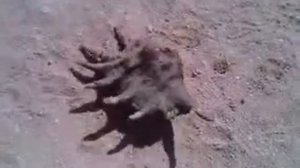 Красное море - Моллюски и их Ракушки/Red Sea - Shellfish and Shellfish