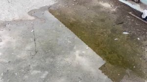 Этот метод хорошо работает от Оспы, пероедов и мух! #pigeons #голуби #голубидагестан #göyərçin