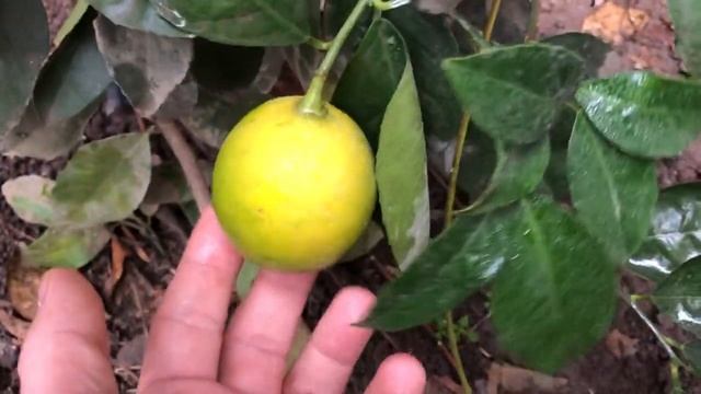 Выращивание лимона грейпфрута и мандарина в открытом грунте без укрытия часть 13 смотреть онлайн
