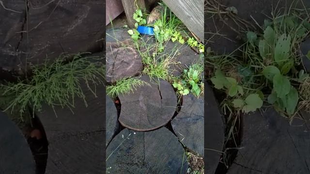 Что ест ёжик? смотреть онлайн