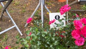 Розы в саду 2022. Лучшие  розы в саду. Розы в цвету осенью . Розы в горшках. Третье цветение.