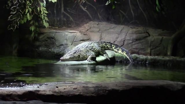 Sea Life. Лондонский аквариум "Морская жизнь".