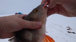 ЗИМА, ОКУНИ, БАЛАНСИР, ВОЛГА, КРАСОТА! МНЕНИЕ О ПОДВОДНЫХ КАМЕРАХ!