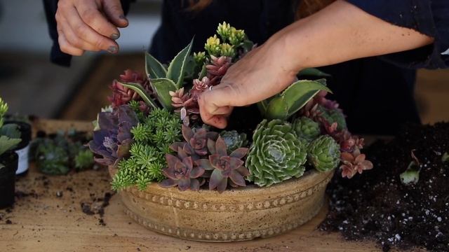 Succulent Inspiration! ??? смотреть онлайн