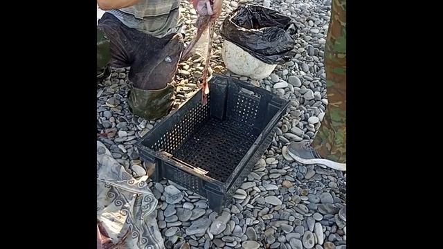 Разделка черноморского ската (морской кот)