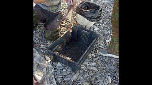 Разделка черноморского ската (морской кот)