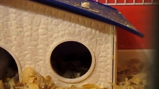 Новорожденные хомячки джунгарика