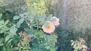 🌹 Sonnenwelt is My Favorite Rose / Kordes / 2nd Season