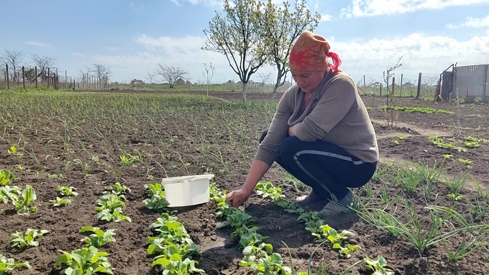 Первая редиска. Готовим суп из зелени и весенний салат. Сельская жизнь смотреть онлайн