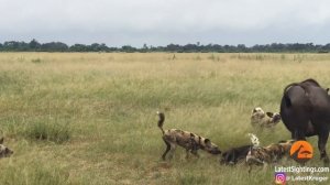 Wild Dogs Take 5 Buffalo Calves in an EPIC Feeding Frenzy!