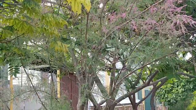 Дом в цветах// Цветут пионы, маки, жимолость Каприфоль, новинка в сад и др. многолетники. смотреть онлайн