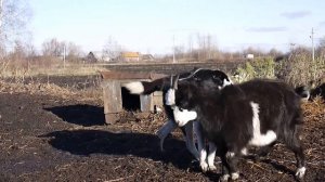 Лех, я понял, что такое экшен