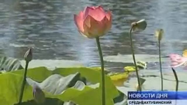 СИМВОЛ ДУХОВНОЙ ЧИСТОТЫ