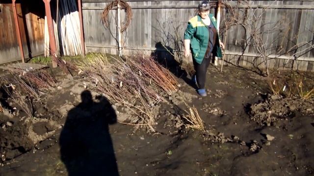 Минусиские саженцы...яблони и груши...сливы... смотреть онлайн