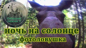 НОЧЬ НА СОЛОНЦЕ , ОХОТА, ПРОВЕРКА ФОТО ЛОВУШКИ .