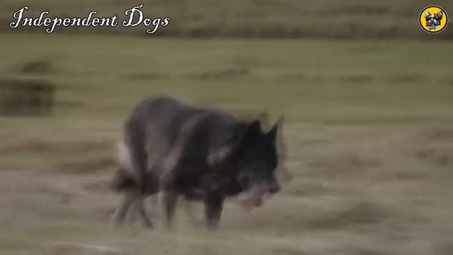 Russian Wolfhound - Remarkable Wolfdog